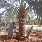 لتوريدجميع انوع انخيل وشجارزيتون سد0508928487