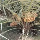 نخل مثمر للبيع سكري صقعي مجدول نخيل واشنطني عجوه خضري عنبر