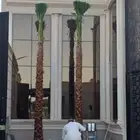 نخل واشنطونيا زينه للبيع
