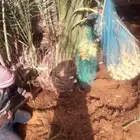 نخل للبيع جميع الانواع