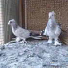 البيع جوز تركي ذكر واناث
