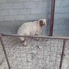 خروف نعيم