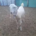 جفره مصريه عمرها سته شهور ونص