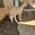 طلي فحل للبيع