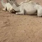 ضروبه