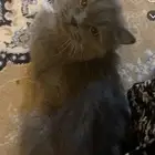 قط ذكر لتبني