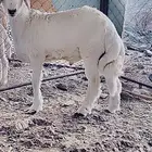 يتوفر لدينا ذبائح حسب الطلب