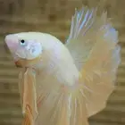 Fighter fish for sale healthy and beautiful