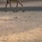 البيع القعود الفردي جده غرنوق
