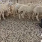 طليان شحم مراح واحد