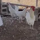 ديوك بلدي اللون ابيض