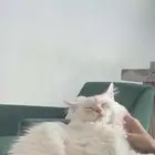 قطة بيرشن