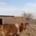 السلام عليكم ورحمة الله وبركاته اعرض لكم بقرة للبيع