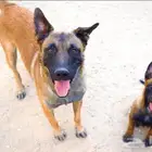 عرض لمنتجين كلاب المالينو