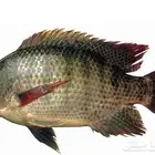 سمك بلطي بلدي اوزان 500 جرام الى 1 كيلو