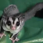 للبيع سنجاب 2 ذكور