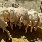 للبيع .. العمر خمسة شهور