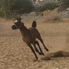 فرس ركوبها مدرسه مع ولدها