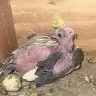 فرخ كروان غر