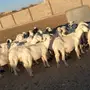 ضاين حصيب الحد 260