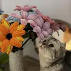 قطوه سكوتش فولد للبيع