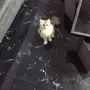 قطة شيرازية امريكية مع اغراضها للبيع 
