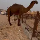 فحل كفو بكستاني منتج وصور انتاجه موجوده