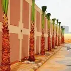 نخيل واشنطني جميع المقاسات ونوصل جميع مناطق المملكة بأسعار
