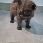 للبيع قطة كيتن