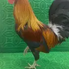 زوج عربي فري أصيل