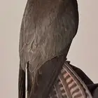 مطلوب بكه أو شبوط ب المجمعه