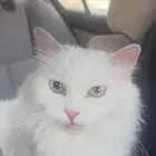 قطة للبيع عين اخضر عين ازرق ملونة العينين