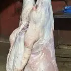 ذبايح تمايم وثلاجه هرافى وجذعان للبيع