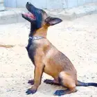 جراوي مالينو ذكور