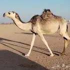 للبيع بكره حقه
