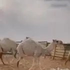 للبيع حشو قعدان طيبات