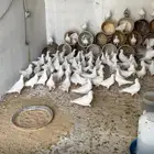 حمام