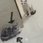 قطة شيرازي للبيع 
