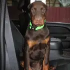 جرو دوبرمان بنت من روسيا للبيع