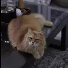 بيرشن   شيرازي