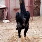 ديك العمر 8 شهور