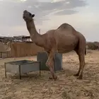 عندي بعير كفو عل الراهي بعير السلات العتيبي سنه رباع ومشروط
