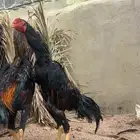 دجاج شامو يباني ( تم البيع )