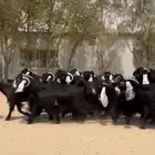معزاء عوارض فاخره واشباب للبيع