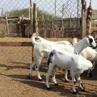 احتاج غنم اقصاد لا تقل عن 50 راس