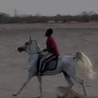 حصان شعبي