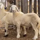 خروفين للبيع