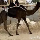 مجهم بكر ثنيه تحتها بكره هديه حليب