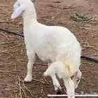 خروف حري