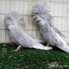 زوج جوكبين لافندر تم البيع